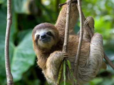 three-toed-sloth