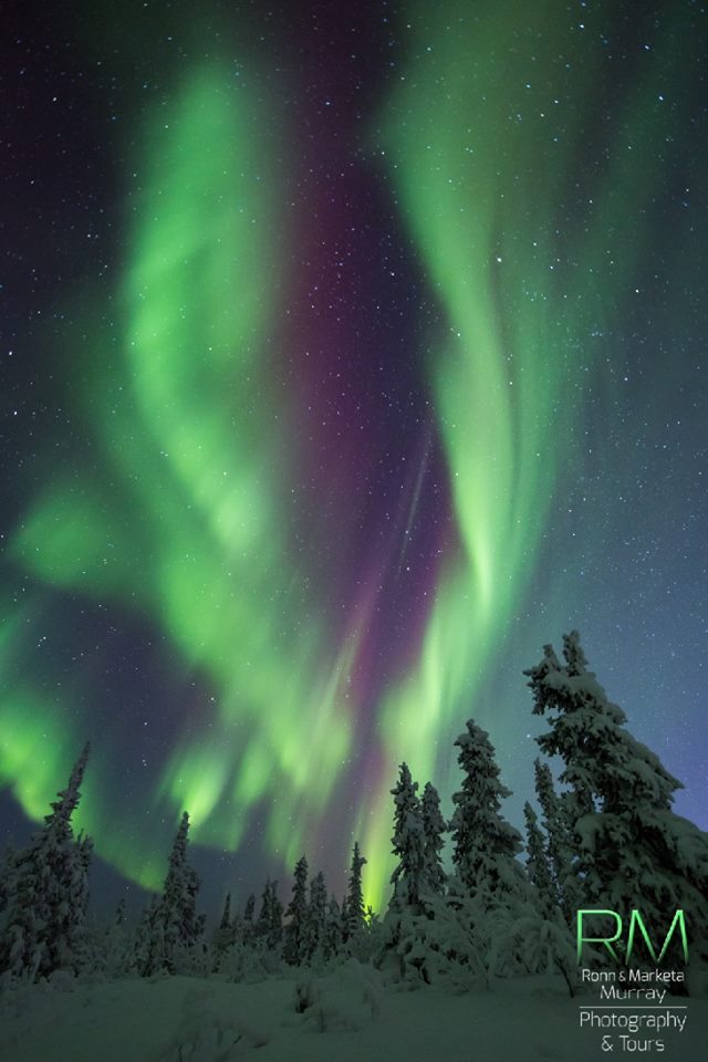 Aurora_11-19_Alaska_byMarketaMurray